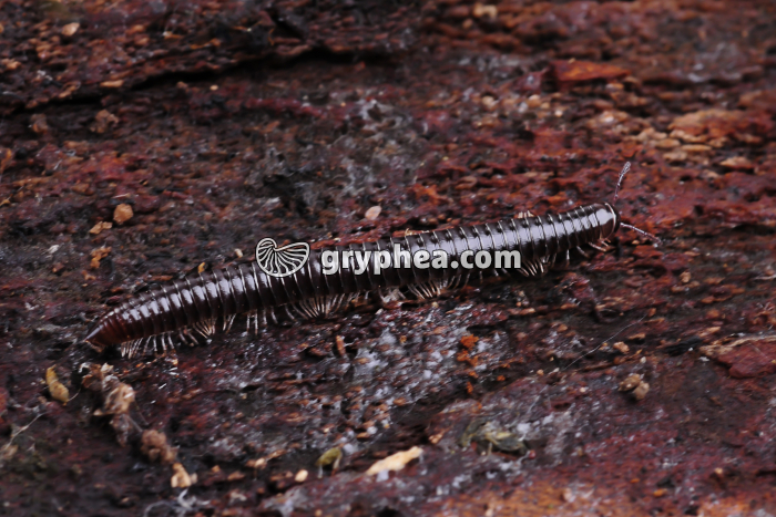 Mille-pattes (Iule) - gryphea.org